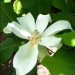 Bigleaf Magnolia